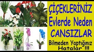 Dükkanlardaki çiçekler evlerde neden kötü oluyor? Resimi