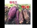 #種紅薯#種地瓜大豐收#サツマイモ堀り＃Plant sweet potatoes