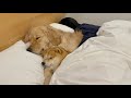 飼い主よりもひと足先にベッドに入り人間のように眠る豆柴とゴールデンレトリバー