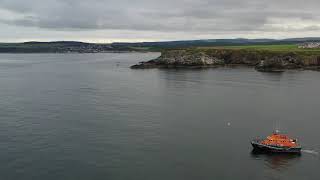 Minke Whale Portknockie