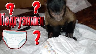 Можно ли домашнюю обезьяну приучить к туалету?!