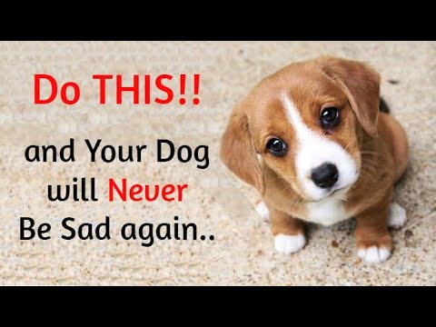 วีดีโอ: จัดการกับการสูญเสียของสุนัขหรือไม่? นี่คือ 10 เคล็ดลับที่จะช่วยให้คุณเศร้าโศก