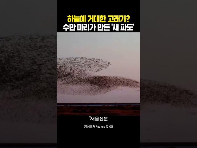 thumbnail - 하늘에 거대한 고래가 나타났다? 알고보니...