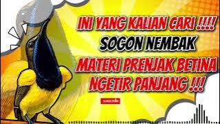 MASTERAN SOGON‼️ NEMBAK PRENJAK BETINA NGENTIR PANJANG #sogon #sogongacor #sogokontong