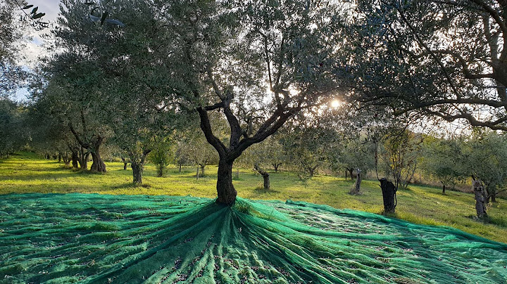 Raccogli le olive rapidamente e con poca fatica. Tutto ciò che serve