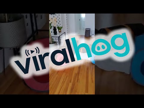 Beano Bolts Every Time He Hears the Automatic Feeder || ViralHog