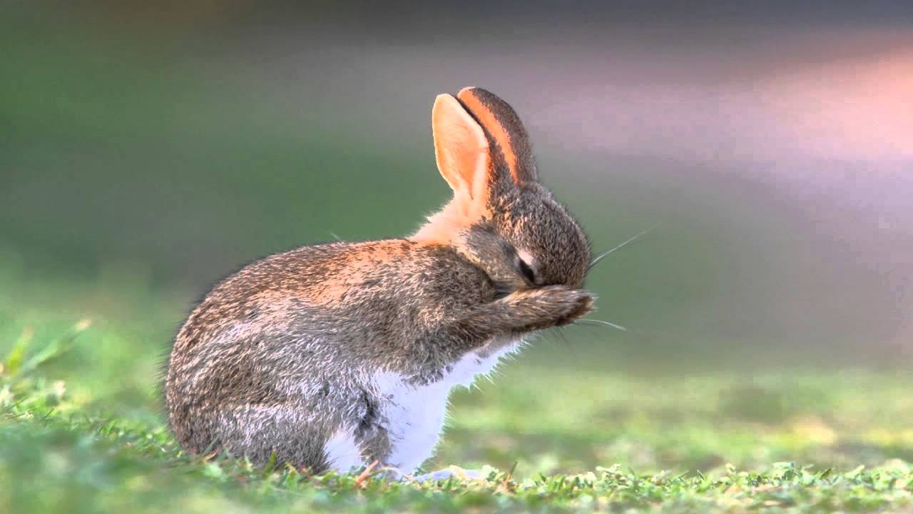 Peter McIsaac Music - Epic Hollywood Trailer