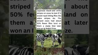 Japanese black and white stripes on cows to test
