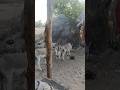#animals #youtubeshorts