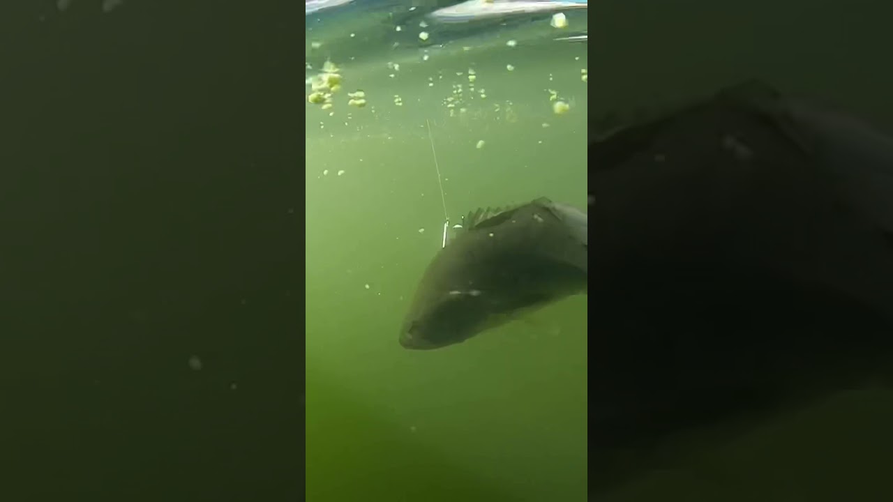 Басс уничтожает Warbaits! Warbaits.com