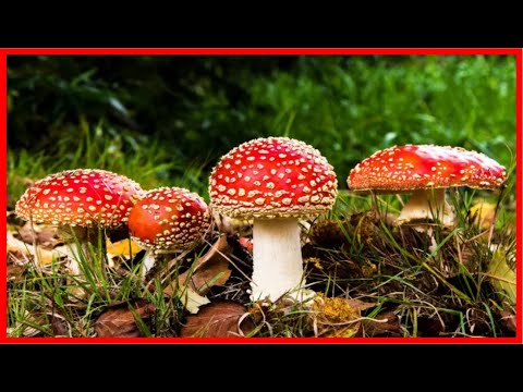 Os 10 Beneficios do Cogumelo Para Saúde| Dicas de Saúde