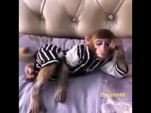 Cok dertli maymun