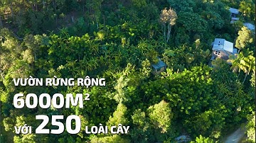 Vườn Rừng Rộng 6000m2 Với Hơn 250 Loài Thực Vật | Syntropic Food Forest with Over 250 Plant Species
