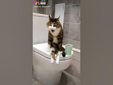 Кот в туалете - YouTube