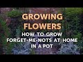 How to Grow Forget-Me-Nots at Home in a Pot