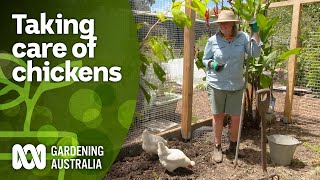 How to look after your chickens by levelling up your pen | DIY Garden Projects | Gardening Australia