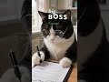 funny short #shortsfeed #shorts #viral #viralshort #shortsviral #trendingshorts #meme #funny#fun#cat