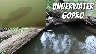 I Dropped a GoPro Into My Favorite Creek Fishing Spots (More Loaded Than I Thought!)
