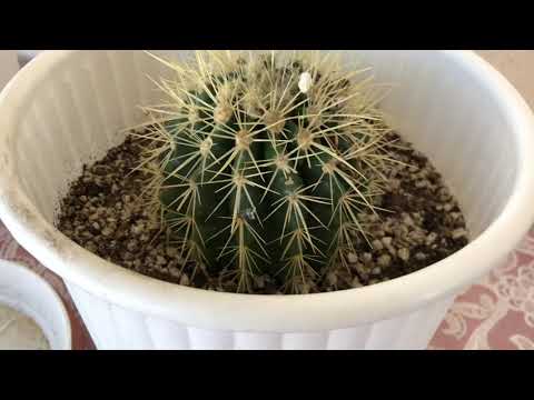 Βίντεο: Όσπριο ραπανάκι: χαρακτηριστικά φυτών