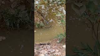 Beware of Crocodile Traps