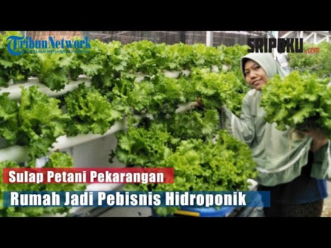 Gejala Penyakit Obat Tradisional