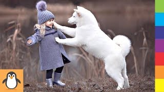 4 Samoyed Lovers  Funny and Cute Samoyed Dogs Videos Compilation
