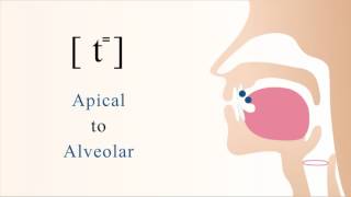 [ t⁼ ] unvoiced unaspirated apical alveolar stop