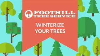 Winterize Your Trees!