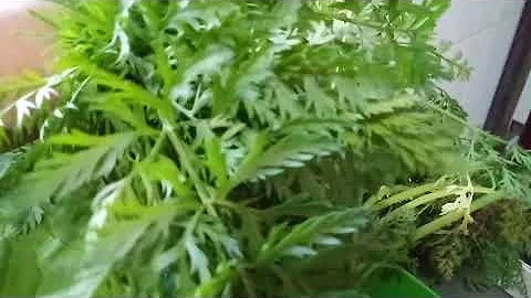 O que fazer com raiz de cenoura?