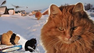 #Koshlandia, Siberian Farm cats , Winter , Зима, 2019 Кошки #Koshlandia, Siberian Farm cats , Winter , Зима, 2019 Кошки