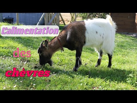 Vidéo: Comment Nourrir Les Chèvres