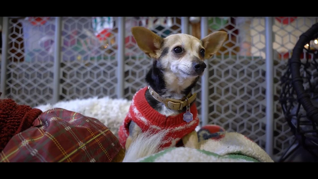 Vintage Pet Rescue | Retirement & Hospice Home for Senior Dogs