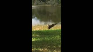 Eagle Snatches Fish Caught by Crane From Pond and Flies Away - 1083717