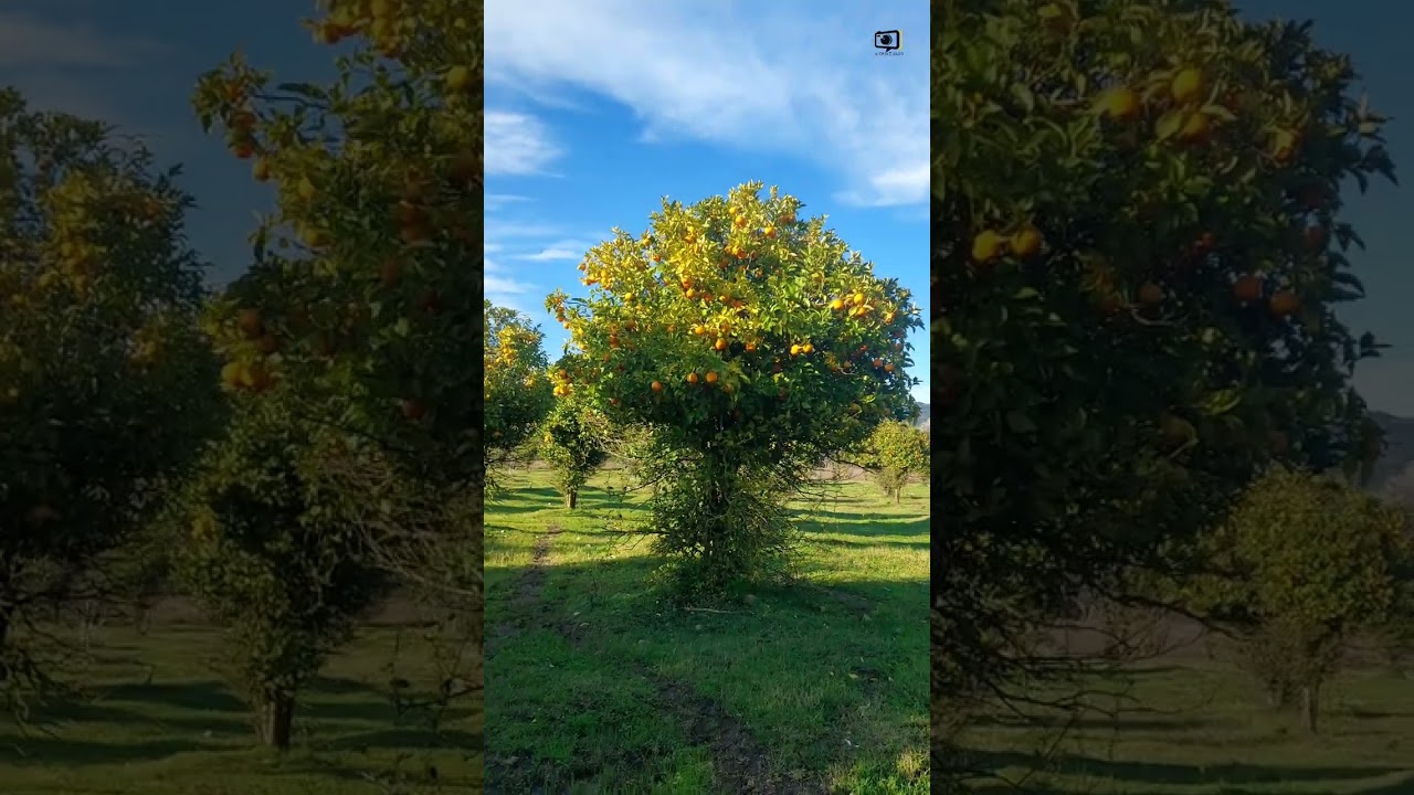 جنات لعرابة العنصر 2025