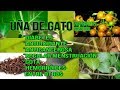 UÑA DE GATO - Todos los beneficios