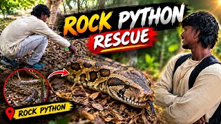 Full Rock python rescue #python #snakes Guide