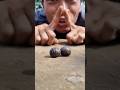 Cute Giant African Pill Millipedes #shortvideo #pillmillipede
