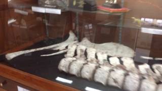 Музей динозавров в Саваннакете (Лаос)