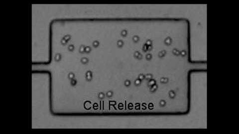 Biophysical isolation and identification of circulating tumor cells