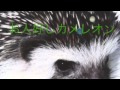 お人好しカメレオン/歌わせていただきました/UNISON SQUARE GARDEN/