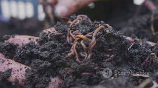 Why Every Gardener Needs Raigad Green Vermicompost 100% Organic Plant Booster