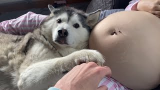My Husky From Day One Promised To Always Protect My Baby!😭💖. by milperthusky 567,959 views 4 weeks ago 3 minutes, 5 seconds