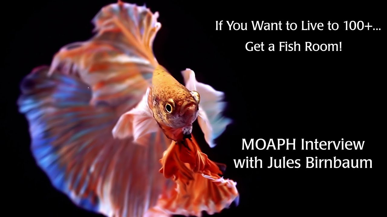 How to Live to 100+ - Get a Fish Room! Interview with Jules Birnbaum