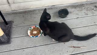 Do NOT get a pet then Toss them out like Trash! Shame On You!!!