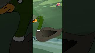 Put in the colours on your duck! @ZooMoo #kidslearning #kidsart