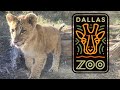 Dallas Zoo Tour & Review with The Legend