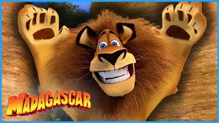 It's Showtime! | Alex Compilation | DreamWorks Madagascar