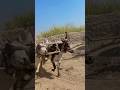 Two Designs Bull Making Jaggery #shortsfeed #punjabdimitti #shortvideo