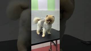 The boo cut is a popular hairstyle for Pomeranian dogs #dog #pets #groomer