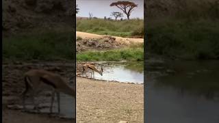 The antelope's spectacular escape